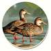 Water Birds Brown Duck Coasters Set of 4