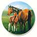 Mare & Foal Coasters Set of 4