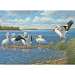 Pelicans 1000 piece Puzzle