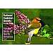 Audubon Familiar Birds-Eastern