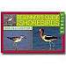 Beginners Guide to Shore Birds