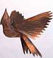 Cardinals Flamed