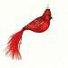 Cardinal with Feather Tail Ornament