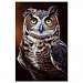 Great Horned Owl Eco Notes
