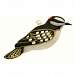 Downy Woodpecker Ornament
