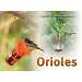 Orioles Sign