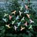 Solar Color Changing Light String Hummingbird 20 pcs Set