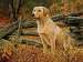 Man's Best Friend 500 pcs