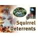 Squirrel Resistant Sign