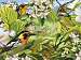 Blackburnian Warblers Puzzle 500 piece Puzzle