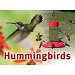 Hummingbird Sign
