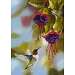 Hummingbirds and Fuchsias Garden Flag