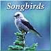 Songbirds CD