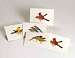 Peterson Bird Notecard Assortment 2 each of 4 styles