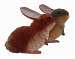 Rabbit Colored 10 inch Assorted Colors