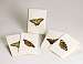 Butterfly Notecard Assortment 2 each of 4 styles