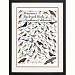 Peterson's Backyard Birds of Southern California Poster