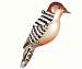 Red Bellied Woodpecker Ornament
