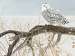 Fallen Willow Snowy Owl 500 pcs
