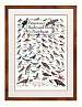 Peterson's Backyard Birds of the Northeast Poster