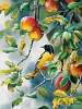 Northern Oriole 500 piece Puzzle