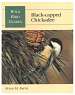 Wild Bird Guides Black Capped Chickadee