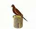 Mourning Dove