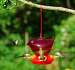 Red Bird Hummingbird Feeder