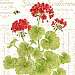 Geranium Flour Sack Towel set of 2