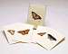 Butterfly Notecard Assortment II 2 each of 4 styles