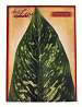 Large Tropical Deco Parchment Leaves