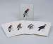 Peterson's Woodpecker Notecard Assortment 2 each of 4 styles
