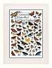 Common Butterflies of New England Poster