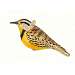Meadowlark Ornament
