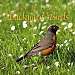 Spring Backyard Birds CD