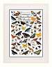 Common Butterflies of Florida Poster