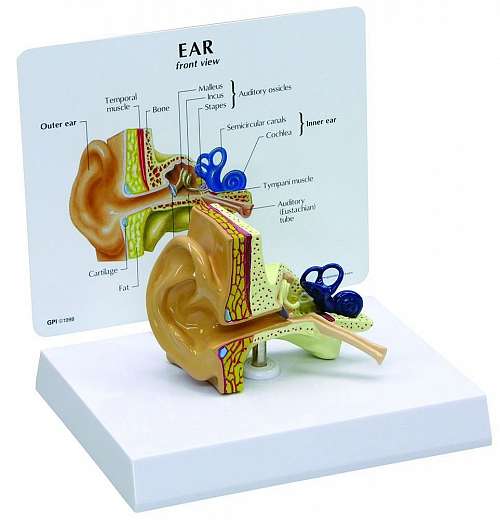Ear Model