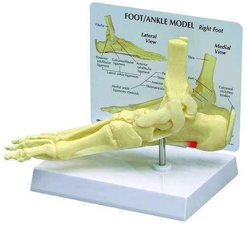 Foot and Ankle Model