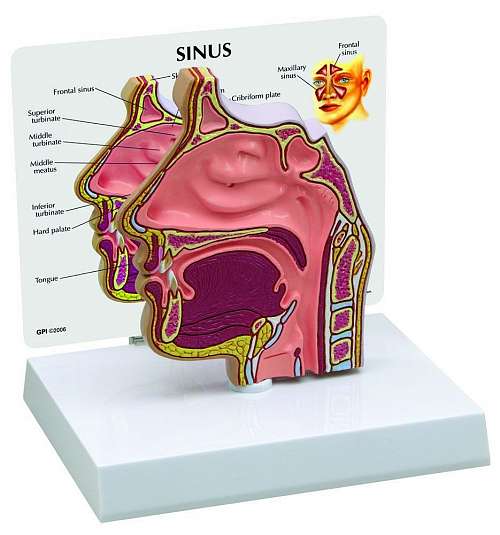 Sinus Model