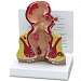 Rectum Model