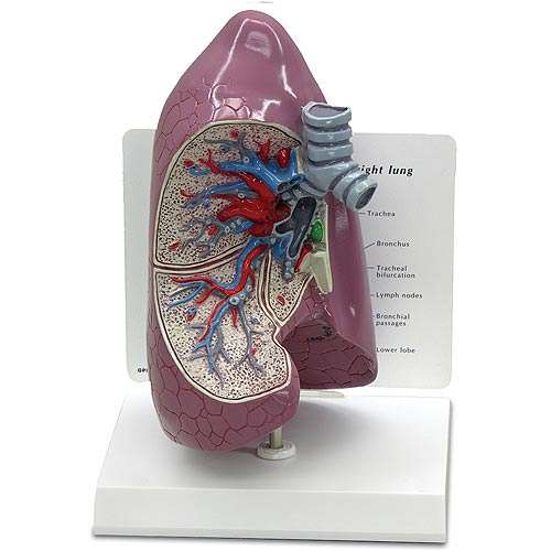 Lung Model