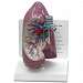 Lung Model