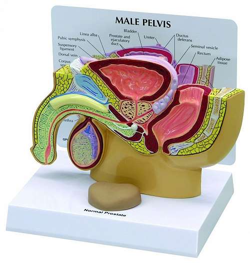 Male Pelvis with Prostate Model