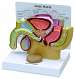 Male Pelvis with Prostate Model