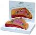 Breast Cross Section Model