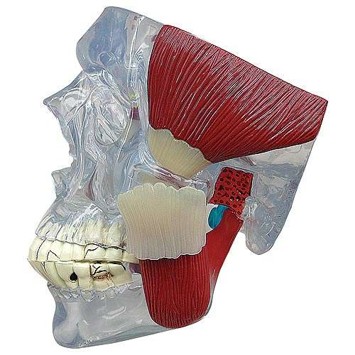 TMJ Model