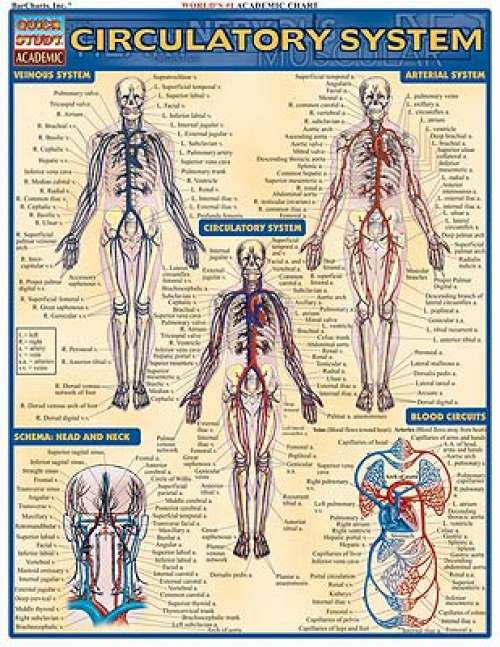 Quick Study Guides: Circulatory System