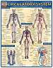 Quick Study Guides: Circulatory System