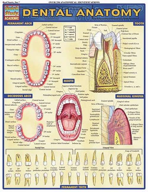 Quick Study Guides: Dental Anatomy