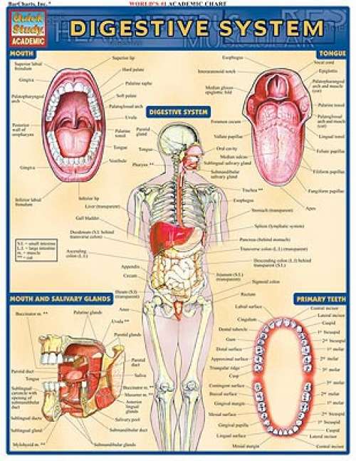 Quick Study Guides: Digestive System